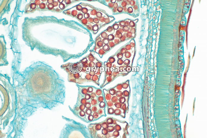 Marsilea (Fougère) - Sporocarpe de Marsilea - détail montrant les spores CL x25 - gryphea.org
